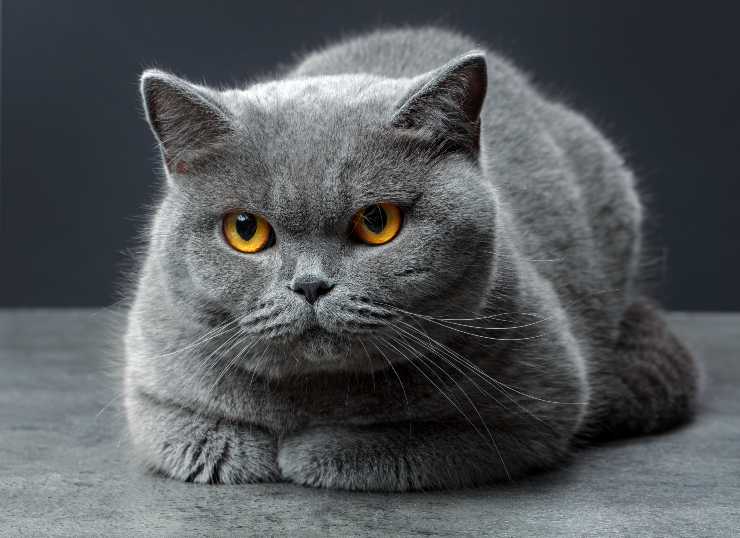 British shorthair