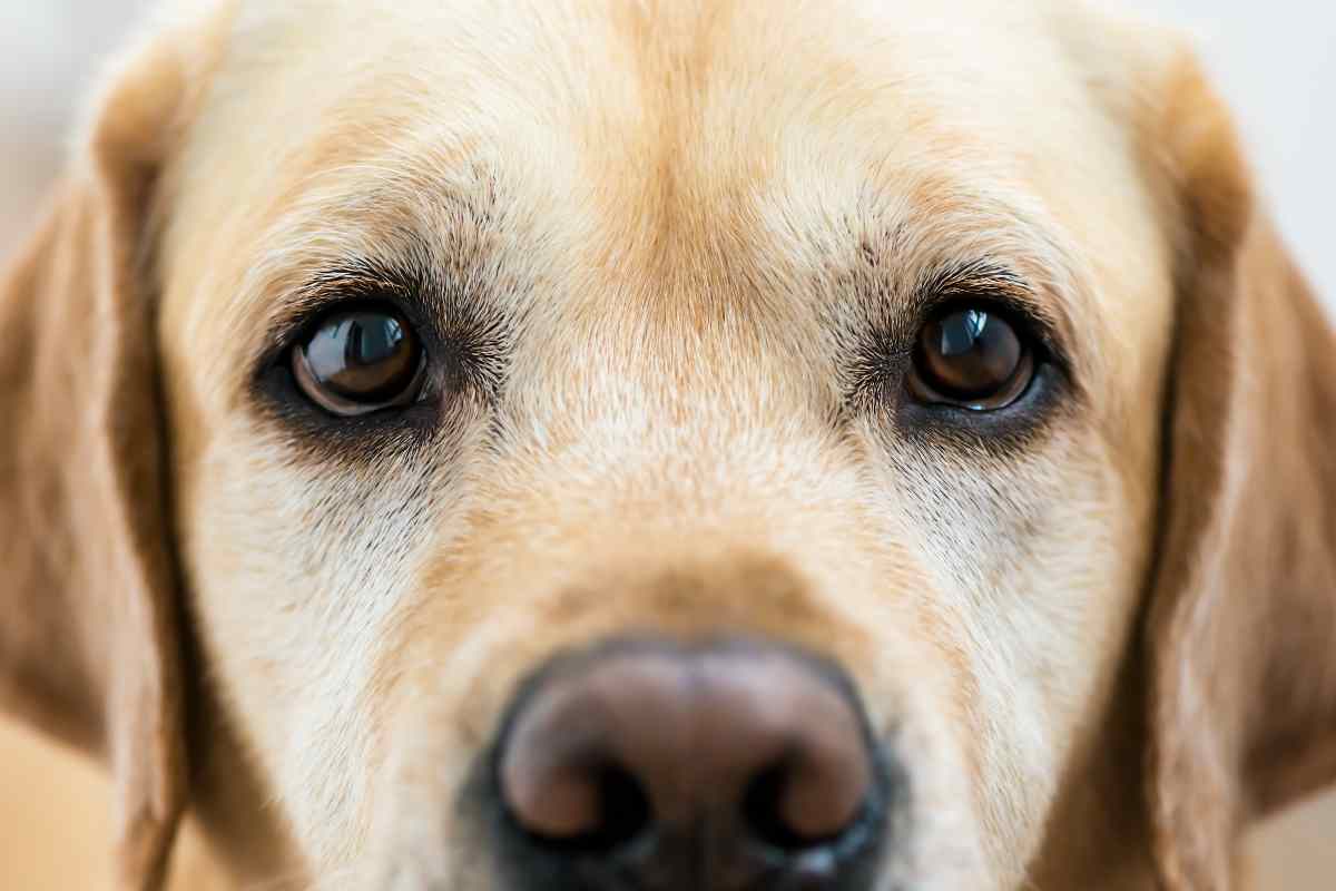 Cani e occhi