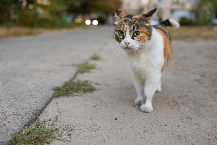 Gatto randagio