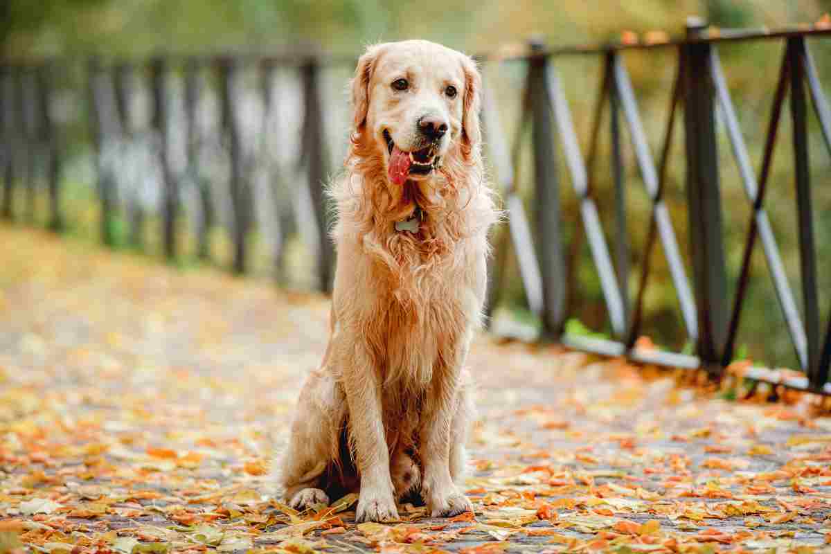 Razza Golden Retriever