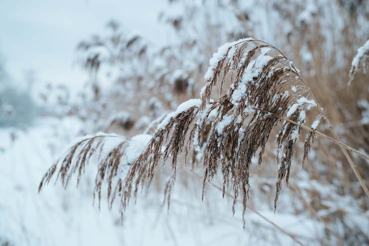 Neve e piante