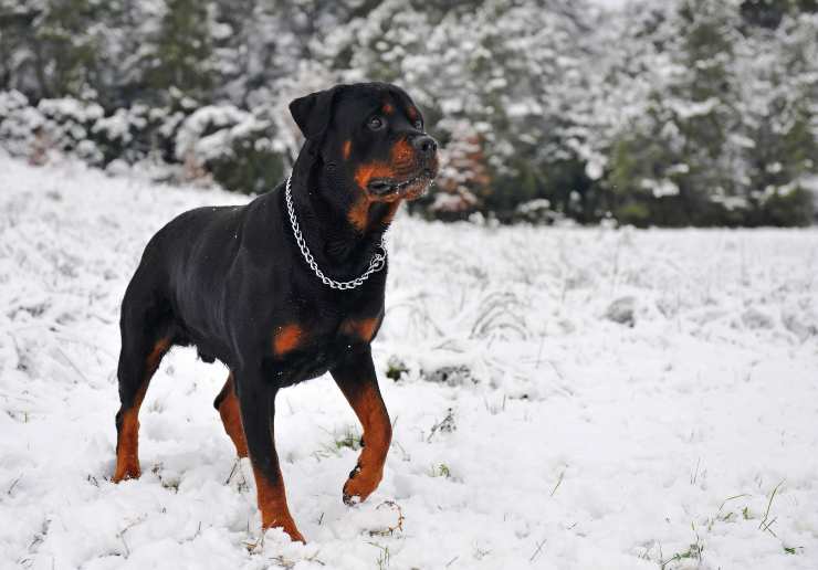 Rottweiler