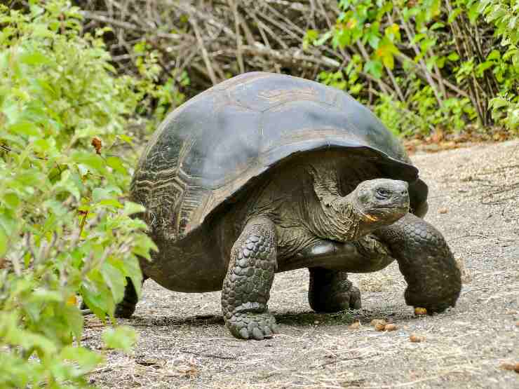 tartaruga delle Galápagos