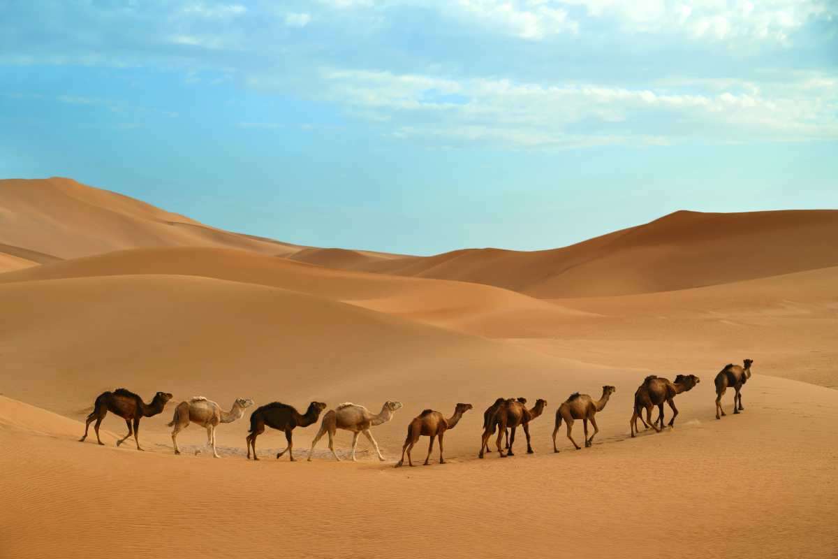 Animali nel deserto