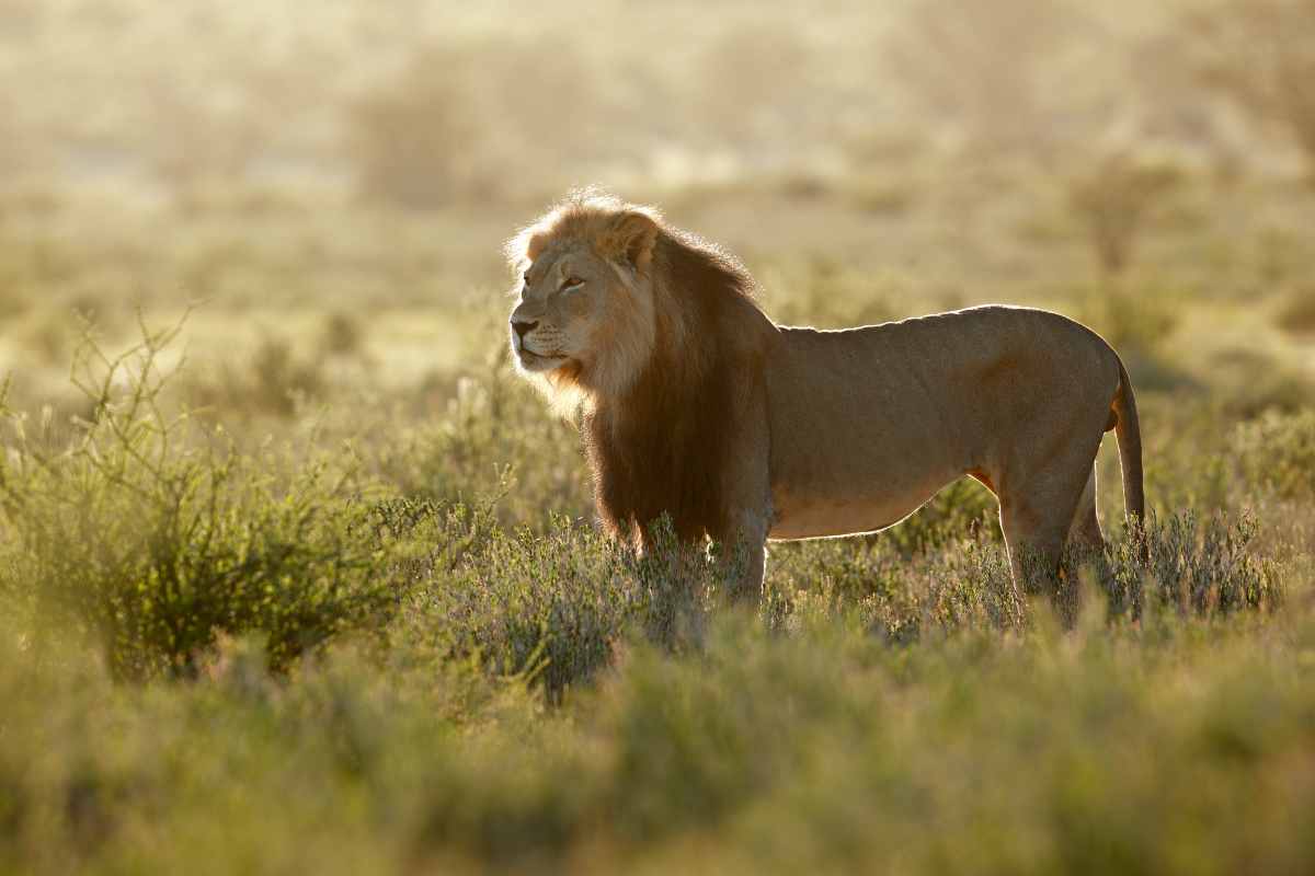 Animali della Savana