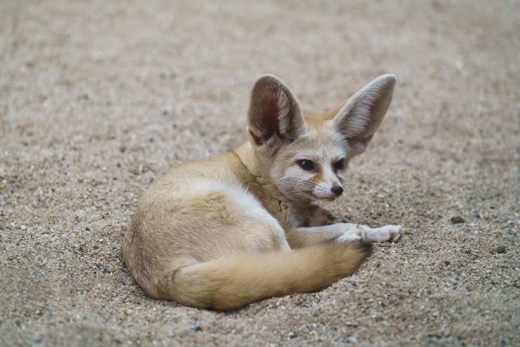 Fennec