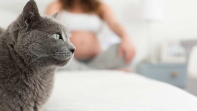 Gatti e gravidanza