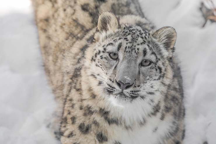 Leopardo neve