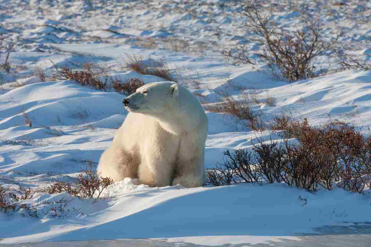 Animali e neve