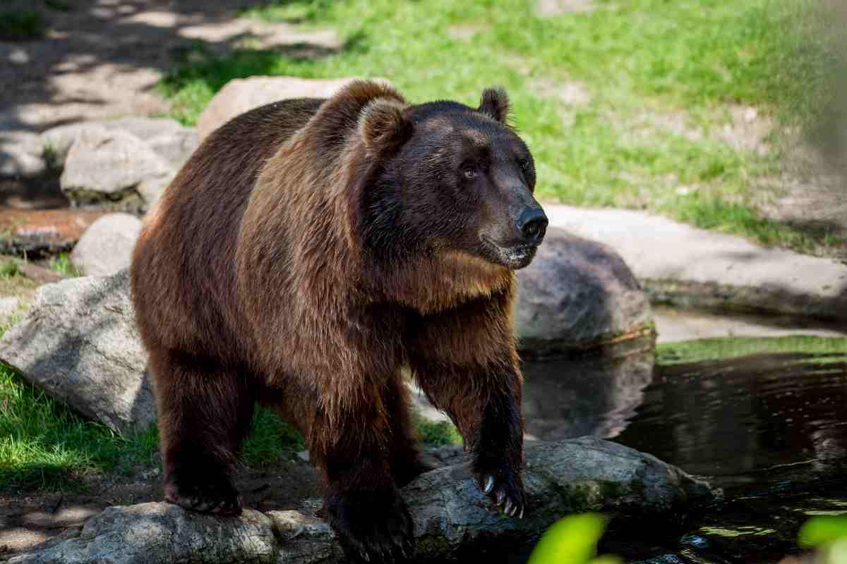 Primavera risveglio animali