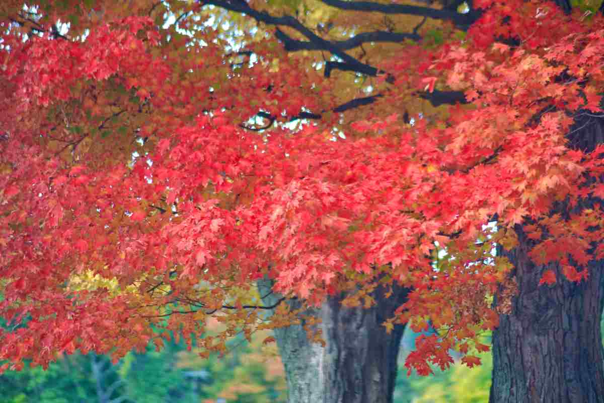 Alberi, acero