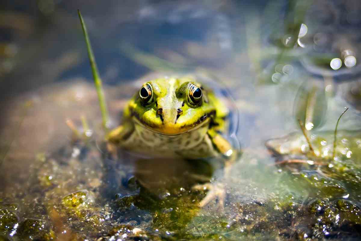 Anfibi, chi sono questi animali?