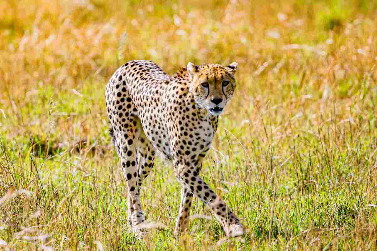 Gli animali più veloci del mondo