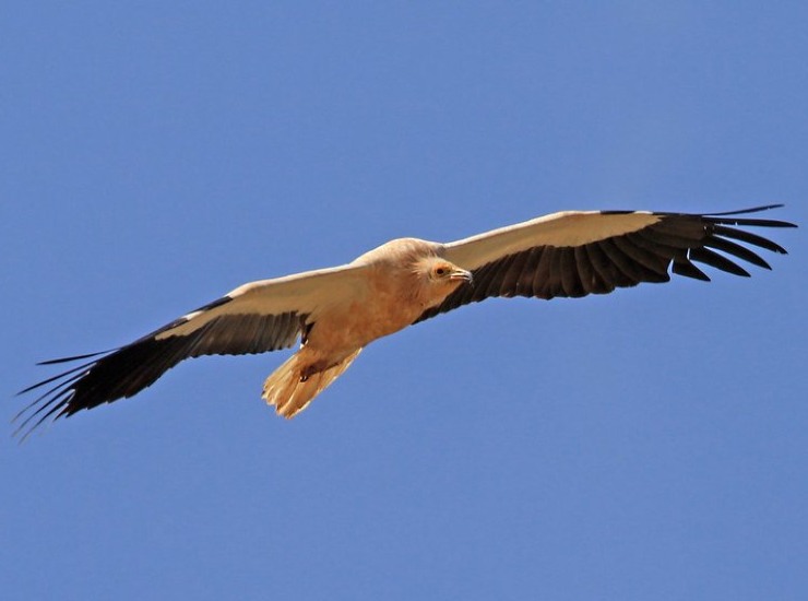 Capovaccaio Italia Albania specie protetta 