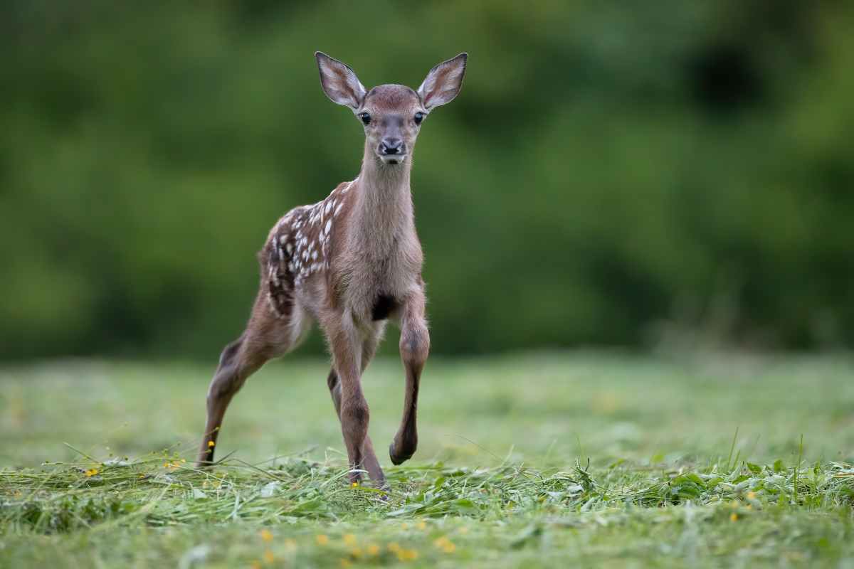 Quali animali nascono in primavera? I cuccioli di questa stagione