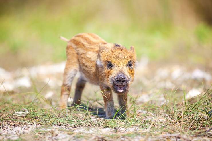 Cinghiale