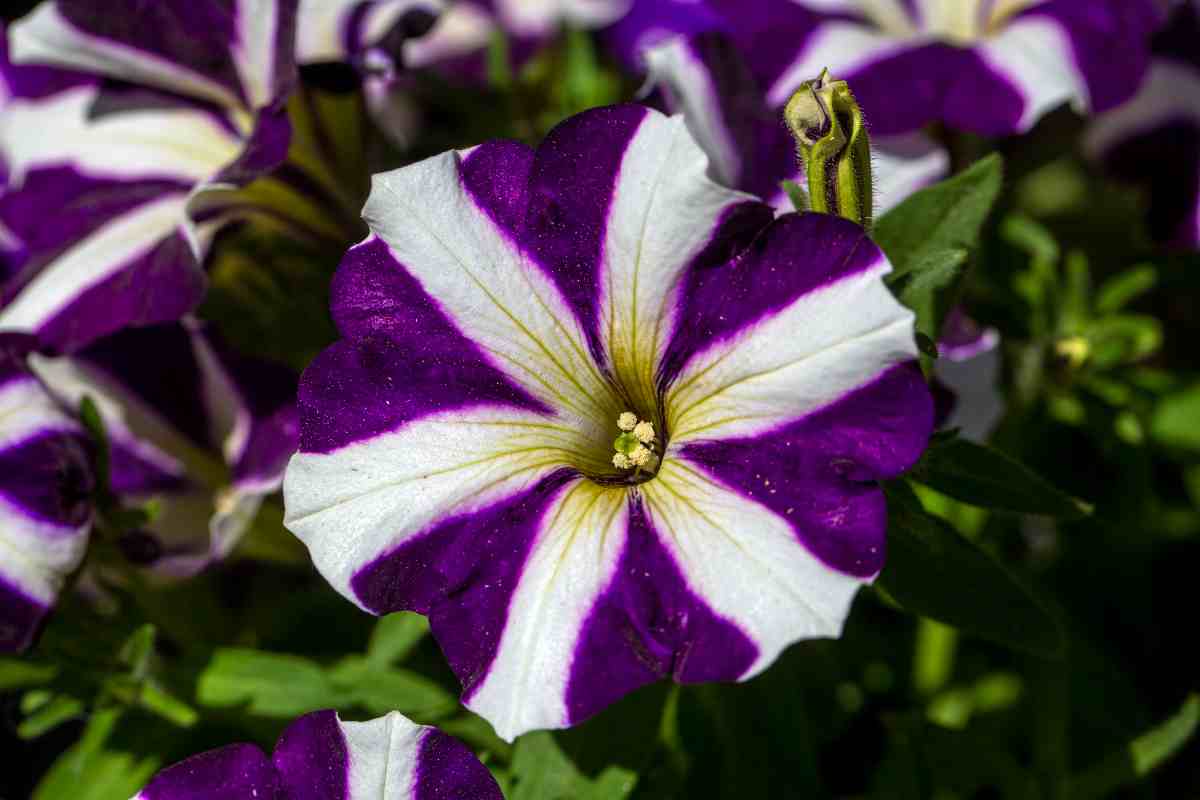 Fiori di aprile