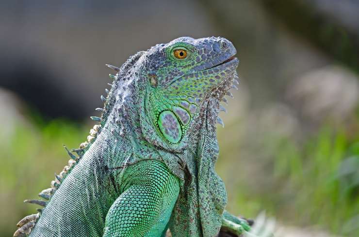 Iguana