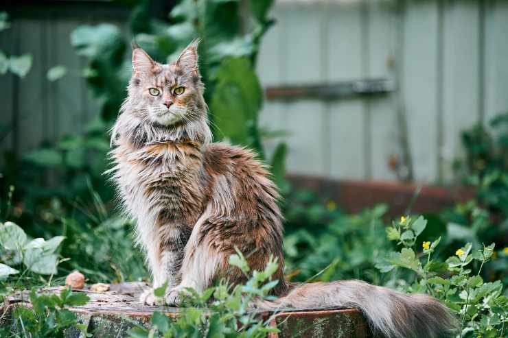 Main Coon