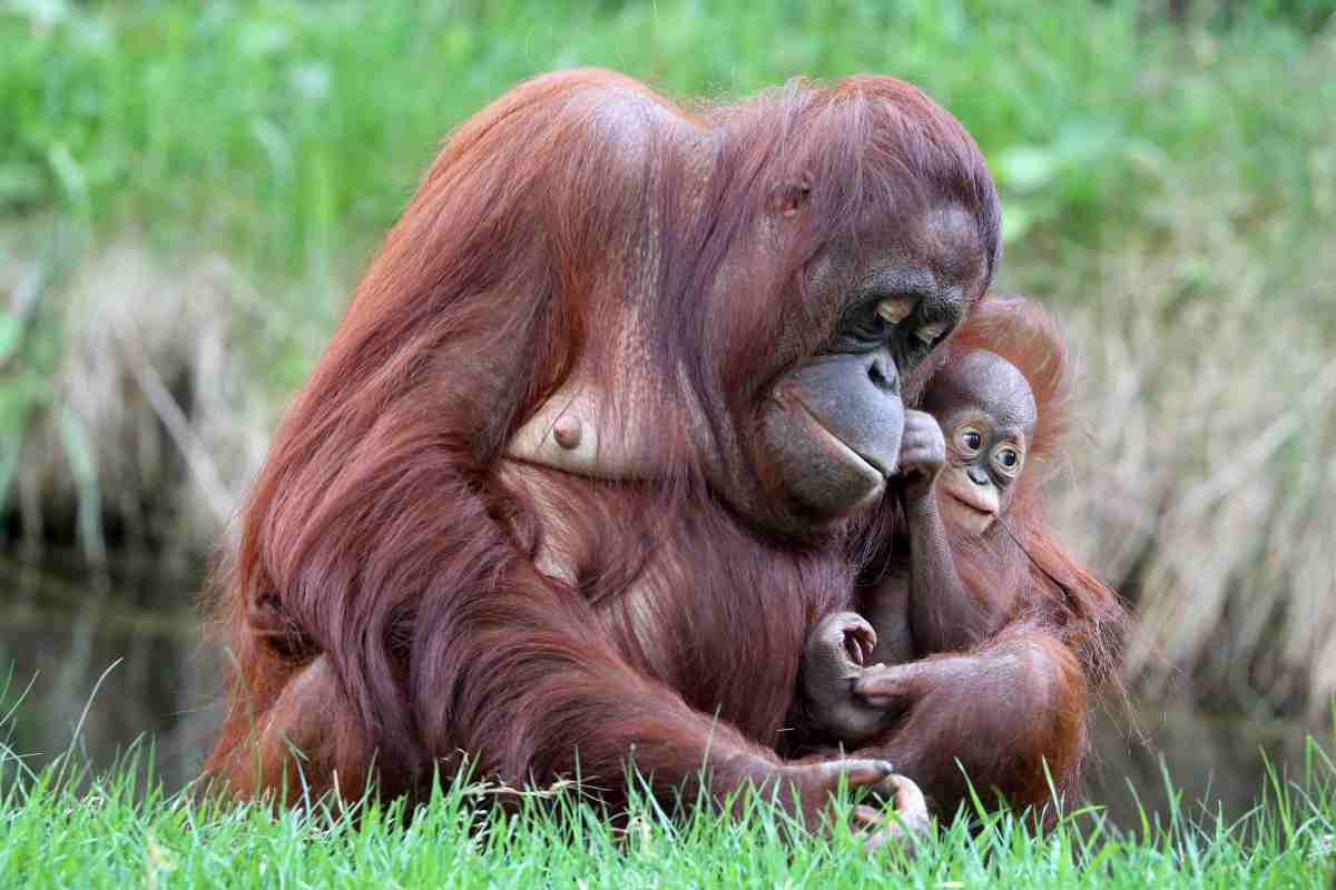 Le mamme più “amorevoli” del mondo animale