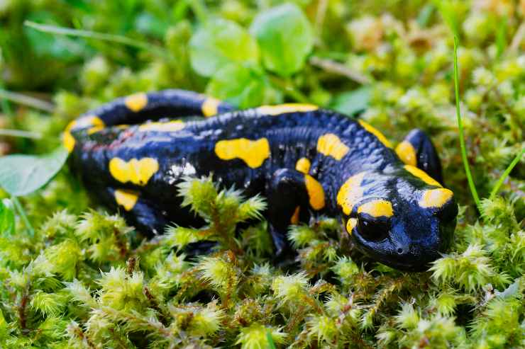 Salamandra