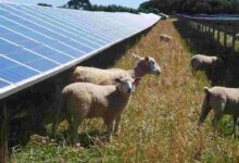 Pannelli fotovoltaici agrivoltaici