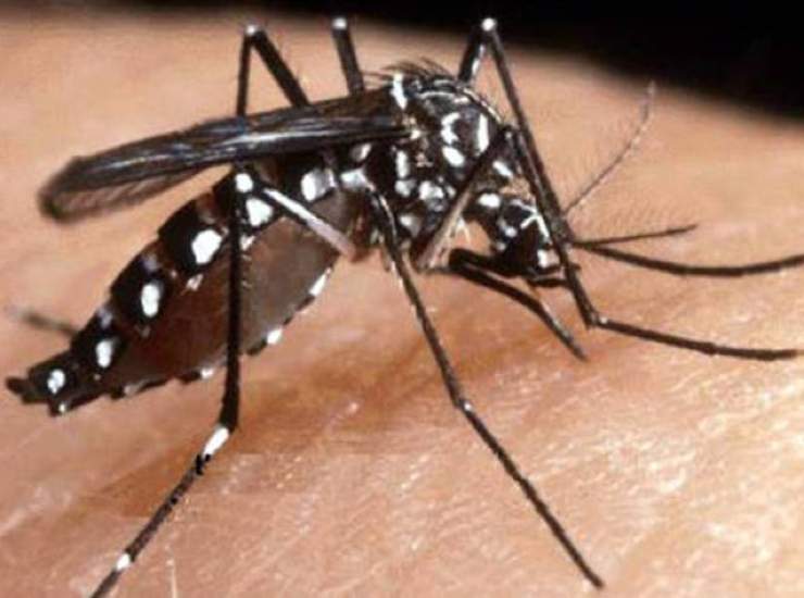 Zanzara Dengue virus Sesto Fiorentino