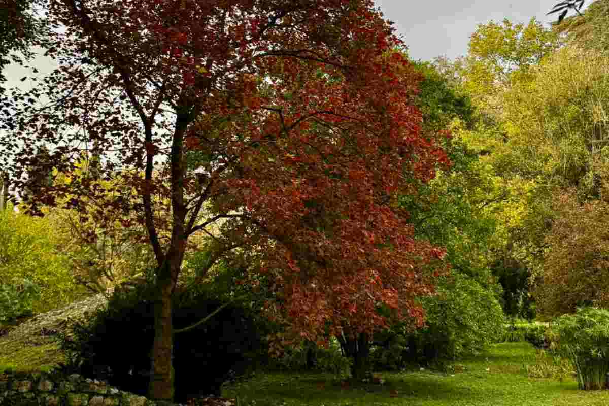 giardino di ninfa bellezza natura