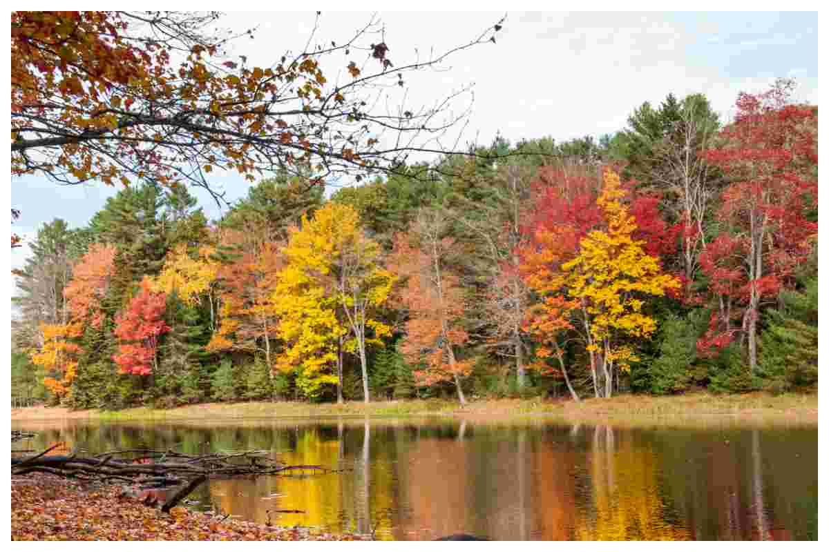 Foliage colline piemontesi