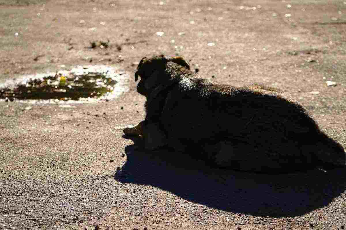 I cani di Cernobyl hanno subito una mutazione