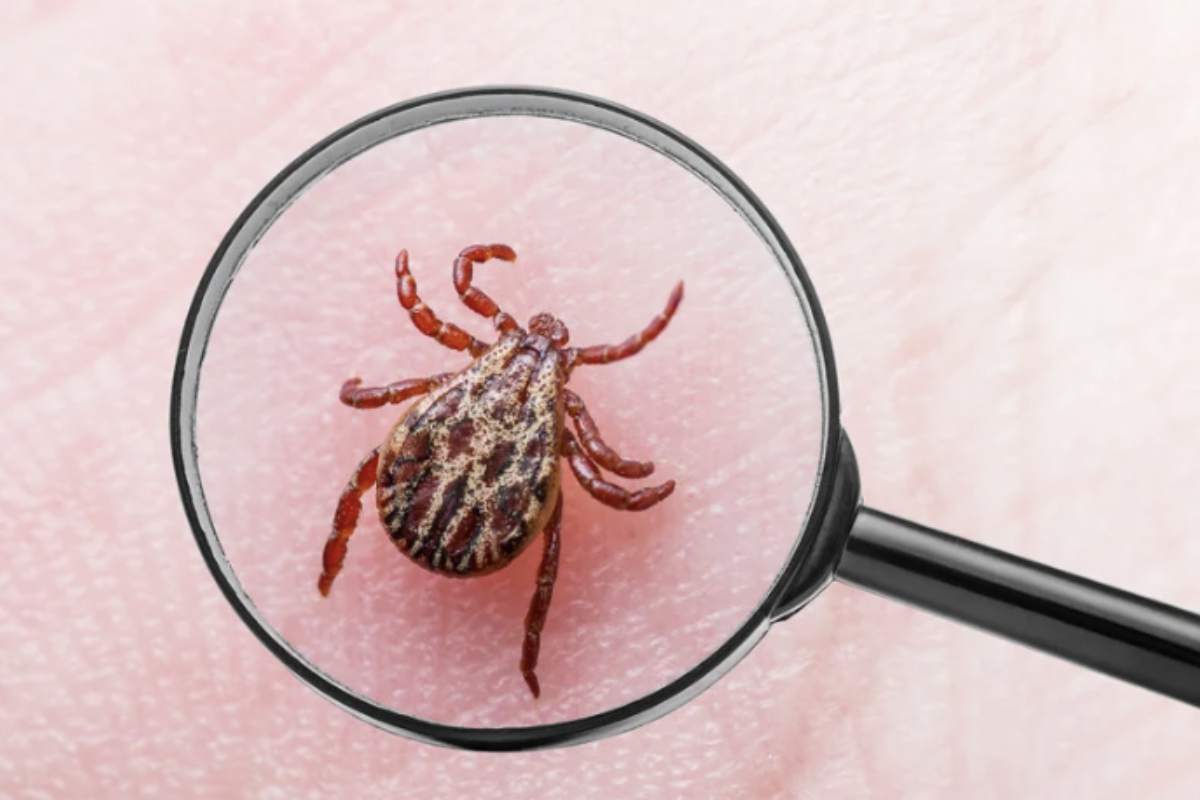 Questa condizione allergica, legata a una reazione immunitaria sviluppata dopo il morso di una zecca, può trasformarsi in una minaccia