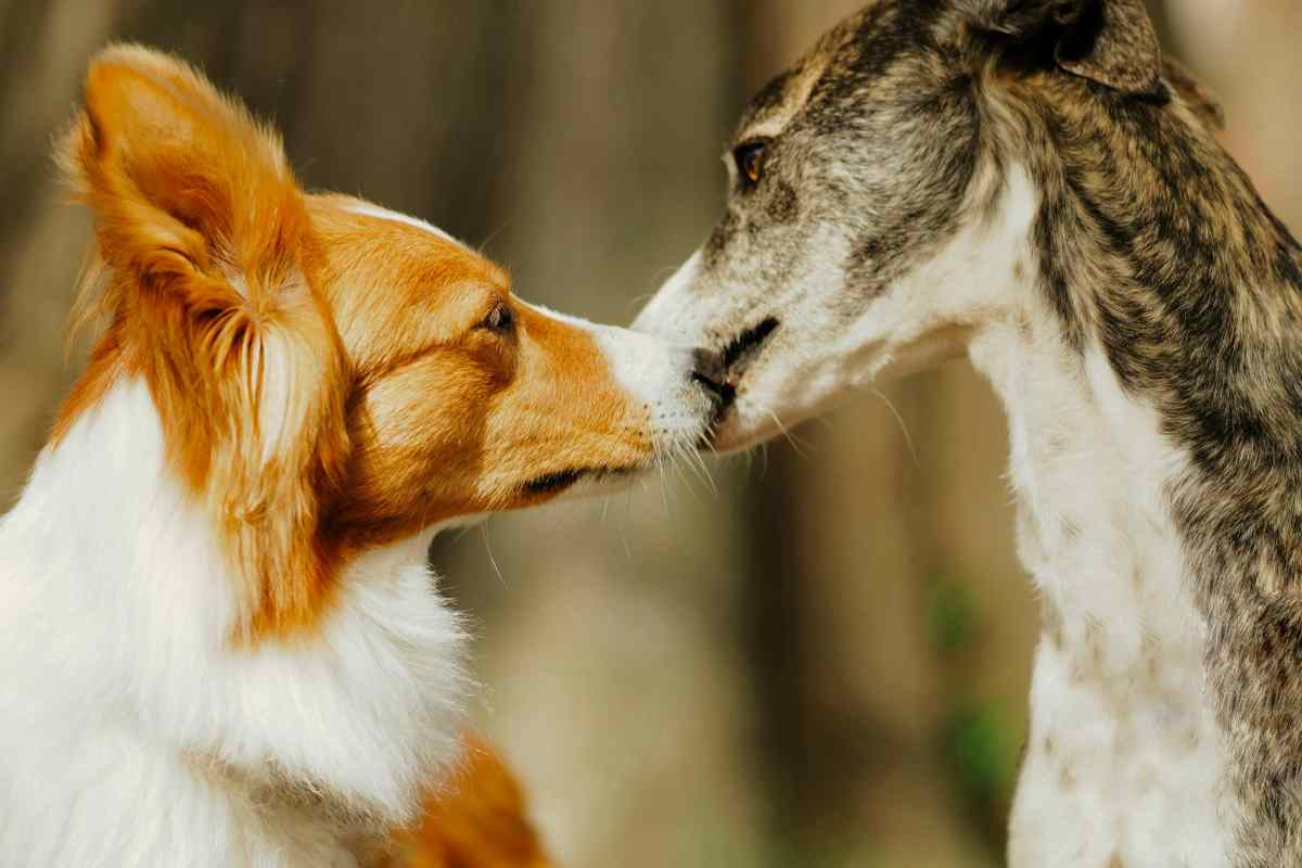 Anche i cani si innamorano