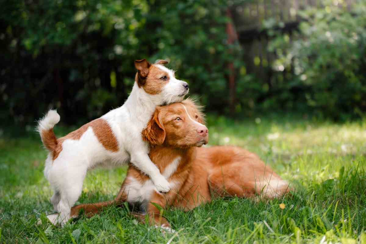 Anche i cani si innamorano