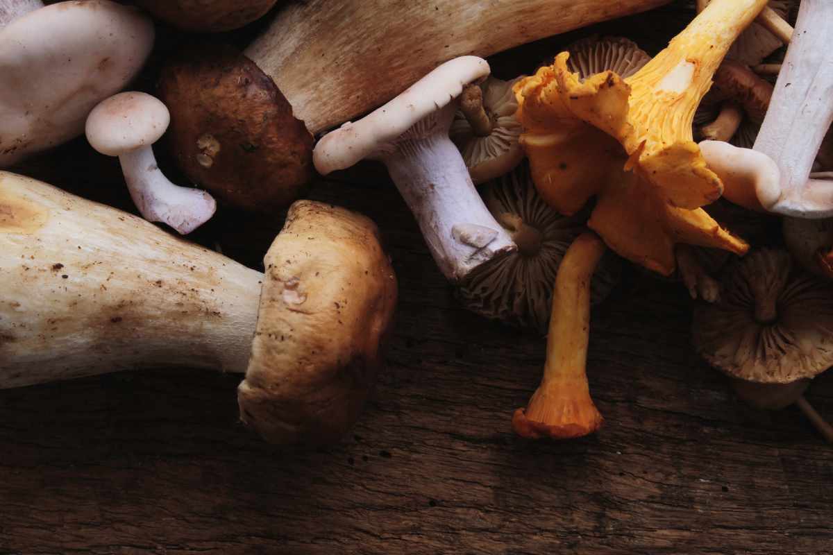 Si trova (anche) in Italia ed è il fungo più letale al mondo