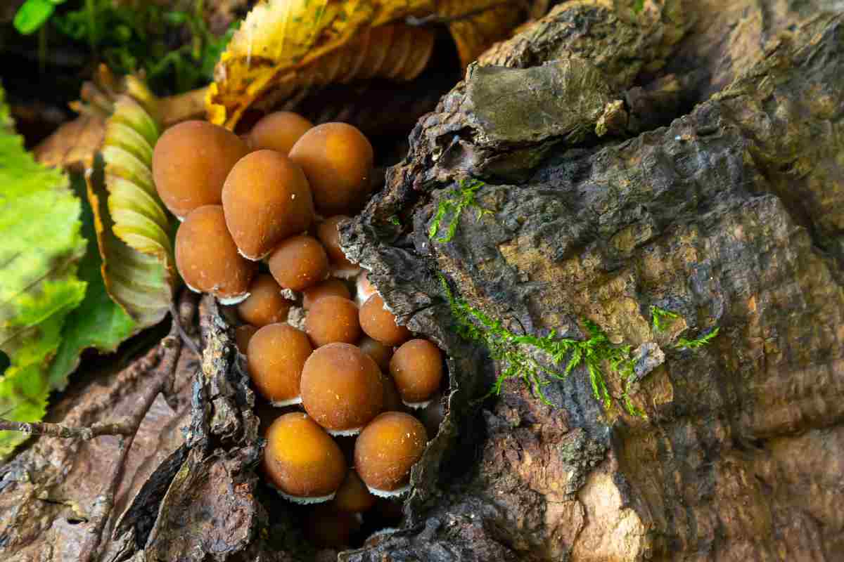 Si trova (anche) in Italia ed è il fungo più letale al mondo